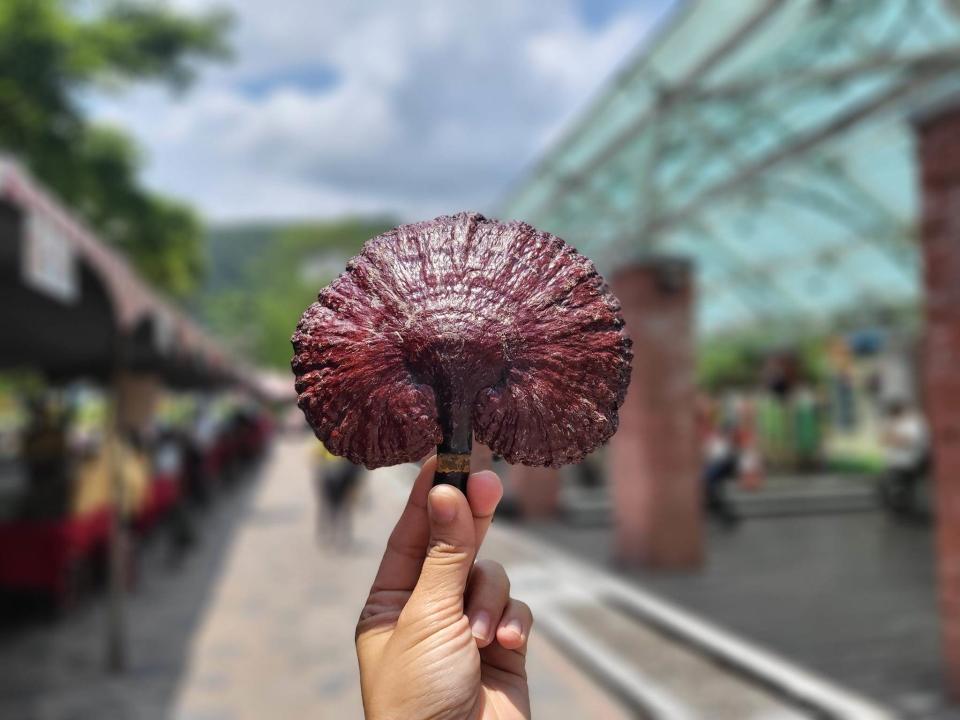 竹林松杉靈芝農場。圖片來源：竹林松杉靈芝農場