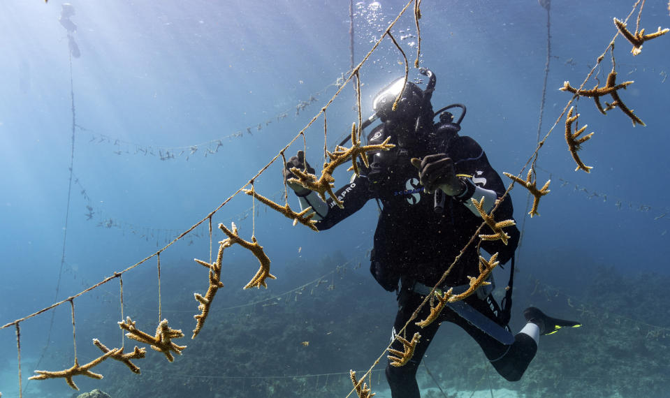 Diver Lenford DaCosta cleans up lines of staghorn coral at a nursery inside the Oracabessa Fish Sanctuary Tuesday, Feb. 12, 2019, in Oracabessa, Jamaica. After a series of natural and man-made disasters in the 1980s and 1990s, Jamaica lost 85 percent of its once-bountiful coral reefs. But today, the corals and tropical fish are slowly reappearing, thanks in part to a series of careful interventions. (AP Photo/David J. Phillip)