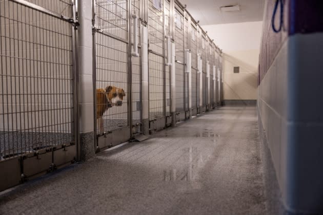 Animal Shelters Across The Country Are Experience Overcrowding - Credit: Brandon Bell/Getty Images