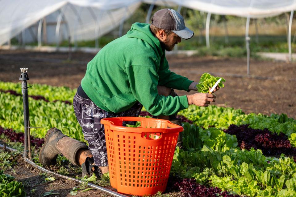 Bil Carda corta, inspecciona y recolecta lechuga el 12 de septiembre en Three Creeks Farm and Forest en Ashland. Los agricultores están experimentando con tres variedades de lechuga en tierras que solían ser pastos para caballos cubiertos de maleza, que ahora cuentan con plantas anuales y perennes que crecen tanto al aire libre como bajo techo y sombra.