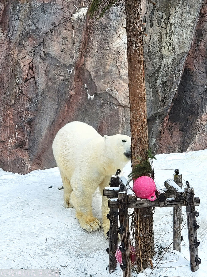 日本北海道｜旭川動物園、拉麵村、札幌大通公園、狸小路