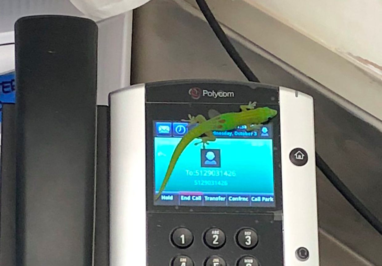 Der kleine Gecko krabbelte über einen Touchscreen in einer Meeressäuger-Station. (Bild: twitter.com/Claire_Simeone)