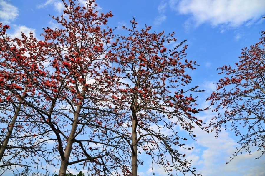 彰化｜埤頭東螺溪木棉花道