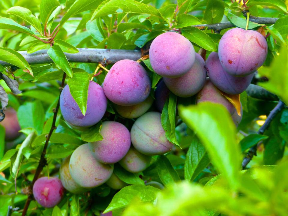 This June 26, 2015 photo shows plums nearing maturity growing in an orchard near Langley, Wash. Flesh firmness and color are good clues to determine when they're ripe enough to be picked. (Dean Fosdick via AP)