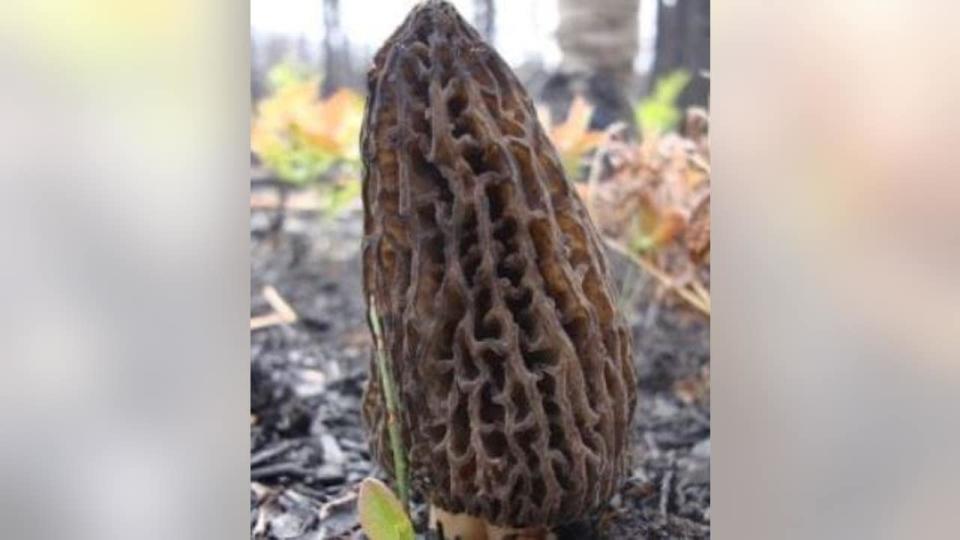 <div>A burn site morel (Photo: Michigan DNR)</div>