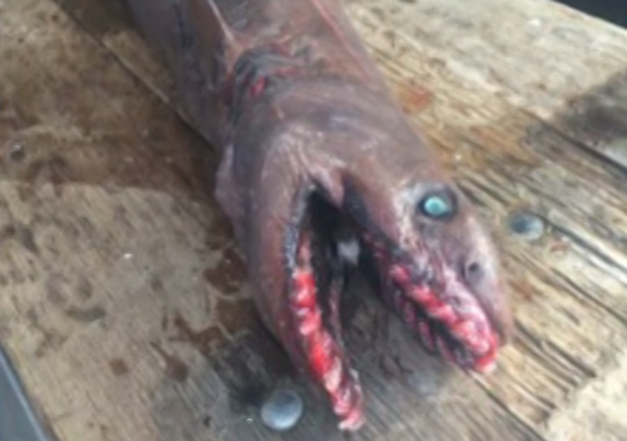 The bizarre creature was pulled up from a depth of nearly a mile, off the southeastern coast of Australia.