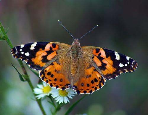 The butterfly species released in previous festivals was the painted lady, Vanessa carduii. Because of preliminary studies and ecological concerns, the decision has been made to join with the Smithsonian Institute, the North American Butterfly Association, the Audubon Society and the Xerces Society not to promote a release this year.