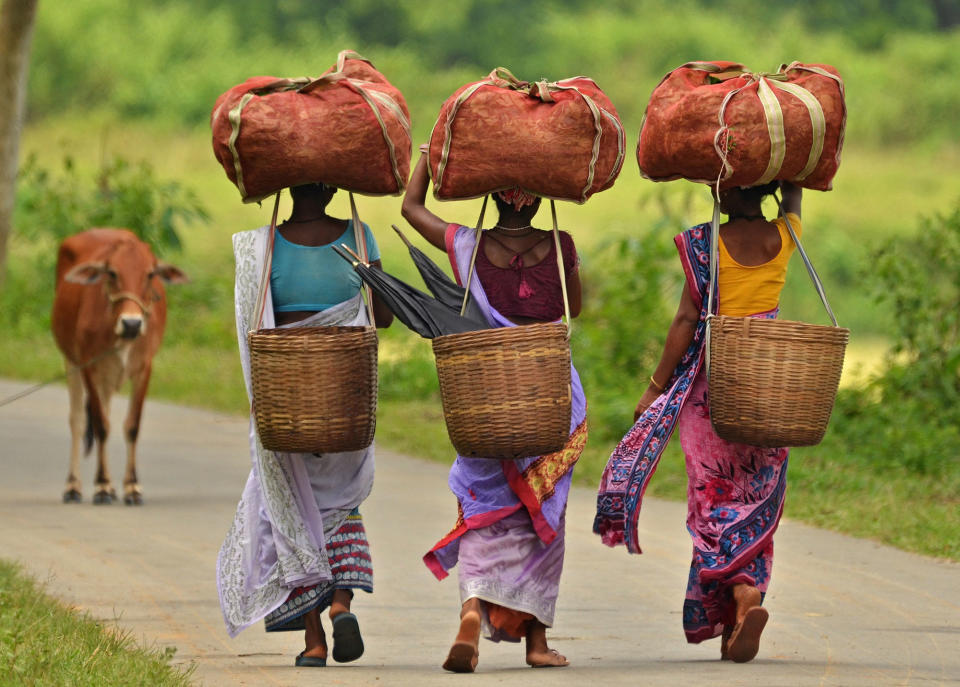 <p>Workers carry sacks of tea leaves at a tea estate in Nagaon district in the northeastern state of Assam, India, August 22, 2016. (Stringer/Reuters) </p>