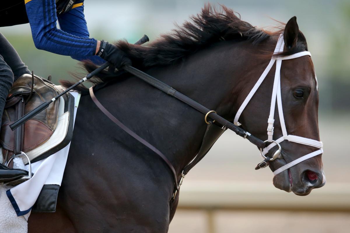 Recent surge in horse deaths takes spotlight ahead of Belmont Stakes