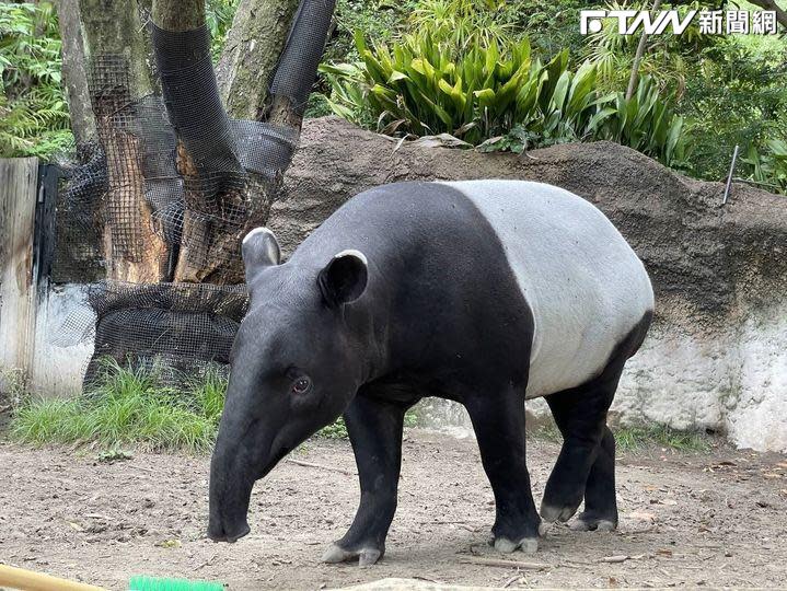 來台交流馬來貘去世。（圖／日本橫濱動物園提供）