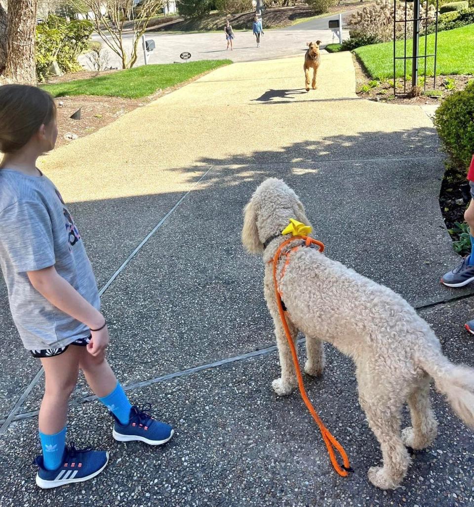 Airedale terrier Maxwell and his family visit his girlfriend Goldendoodle Magnolia for a fun afternoon on March 5, 2023.