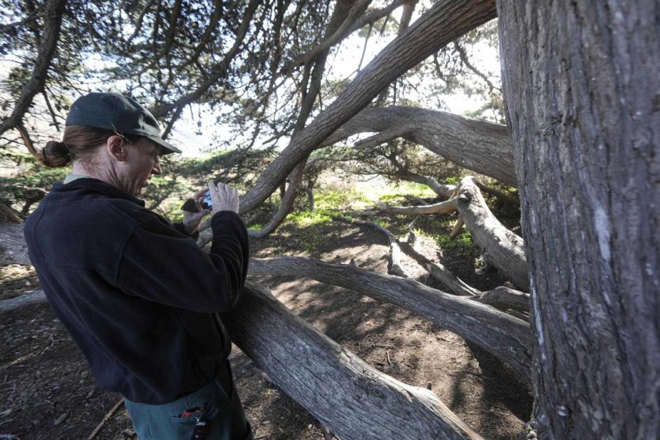 Jackson Clague, recreation technician with the U.S. Forest Service, documents a sawed-off branch on the only cypress tree on San Carpoforo Creek Beach. David Middlecamp/dmiddlecamp@thetribunenews.com