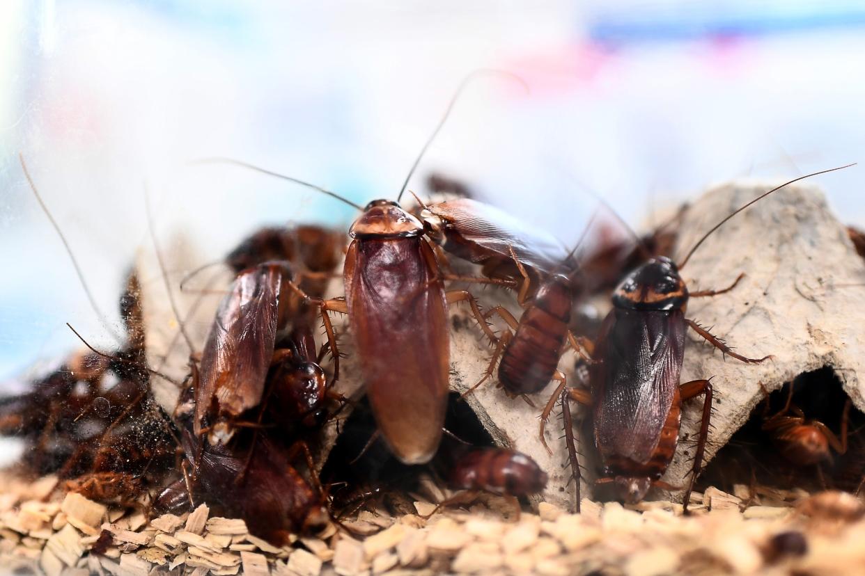 <p>Surveillance video captured Suncha Tinerva, of Queens, New York, trying to poison her husband’s coffee with roach killer.</p> (AFP via Getty Images)