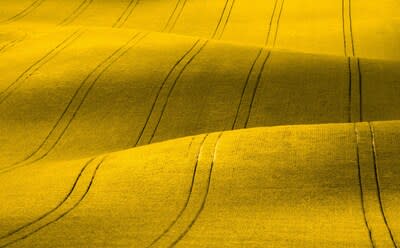 Rolling fields of blooming canola