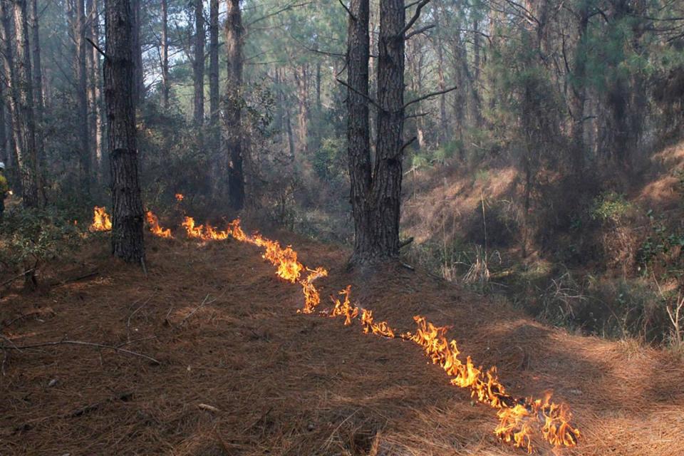 In order for longleaf pine seeds to grow, they first need to be exposed to fire in order to germinate. Furthermore, low intensity ground fires are a crucial factor in maintaining a healthy ground layer ecosystem in longleaf forests.