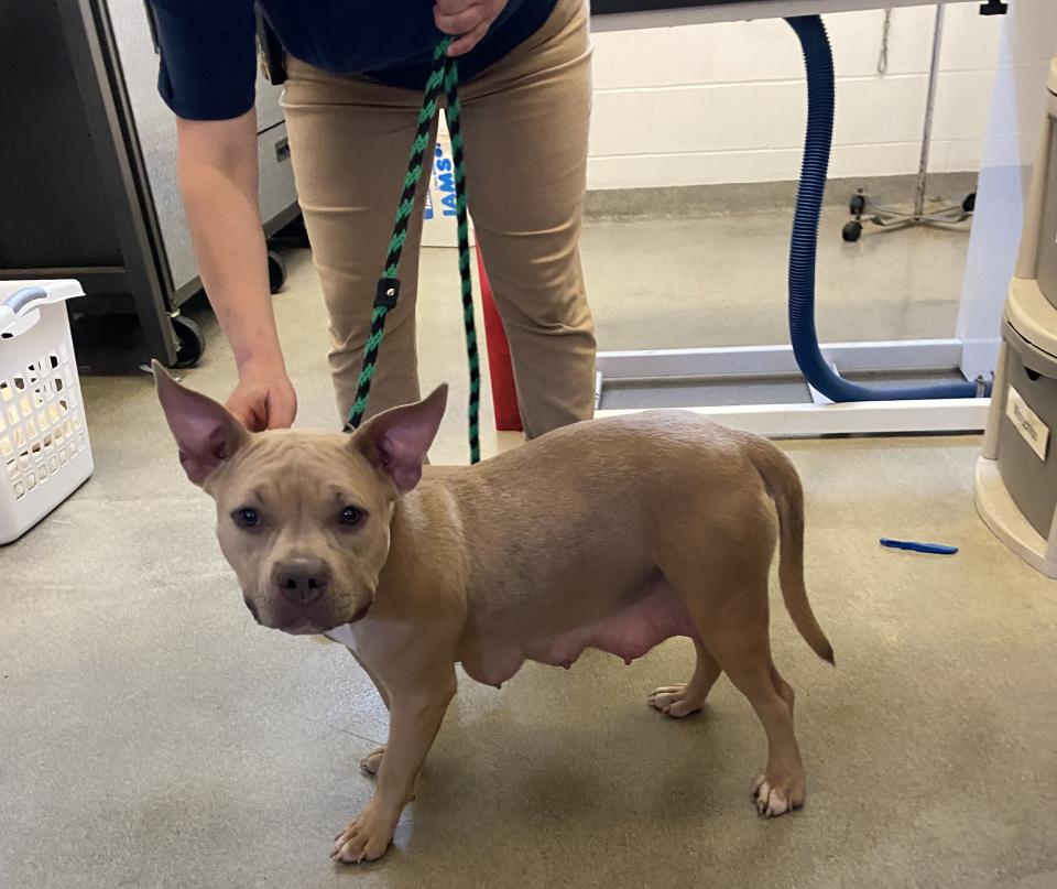 This dog was abandoned at the Humane Society of Greater Dayton shelter on Wednesday, July 5, 2023. Shelter workers have asked police and the public to help track down the man who left the dog behind. (Courtesy: Humane Society of Greater Dayton).