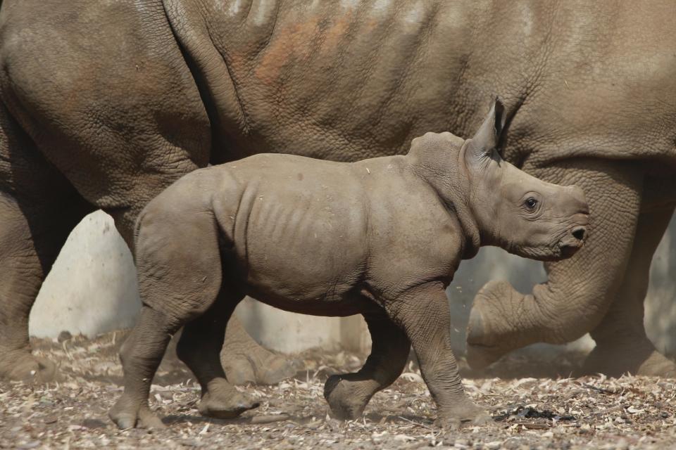 A 3-week-old female rhino walks in the Ramat Gan Safari Park near Tel Aviv, Israel, Sept. 17, 2018. The center’s spokeswoman, Sagit Horowitz, said this was the 30th birth of a rhinoceros in the safari park. (Photo: Ariel Schalit/AP)