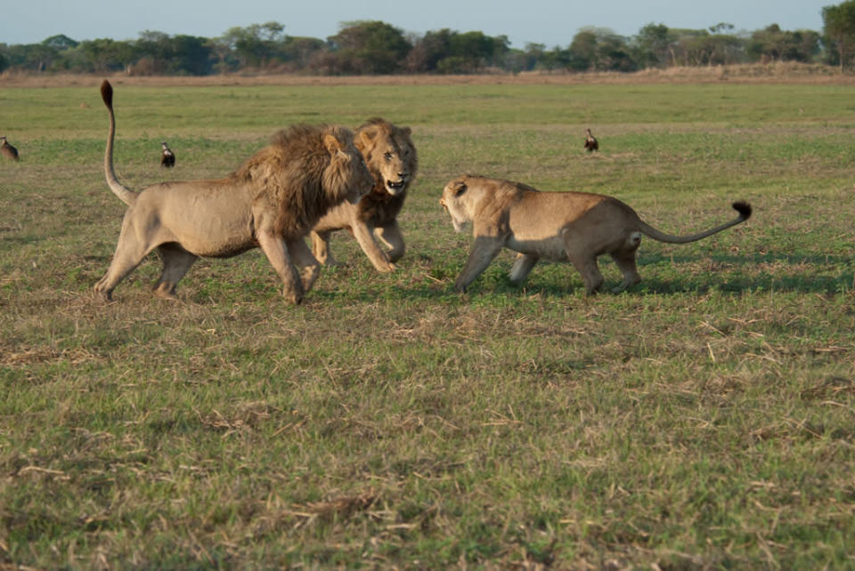 Swamp Lions
