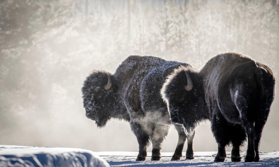 Visiting Big Sky is a gateway drug for Yellowstone National Park. sbthegreenman – stock.adobe.com