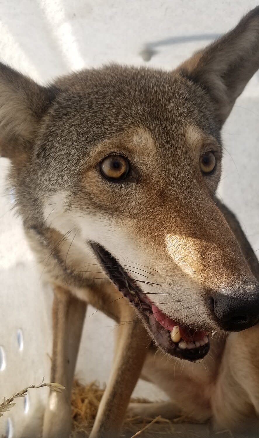 Red wolf transport