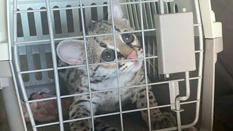 The margay cub  Gutierrez-Galvan  sold to an undercover agent on Aug 24. - US. Attorney's Office