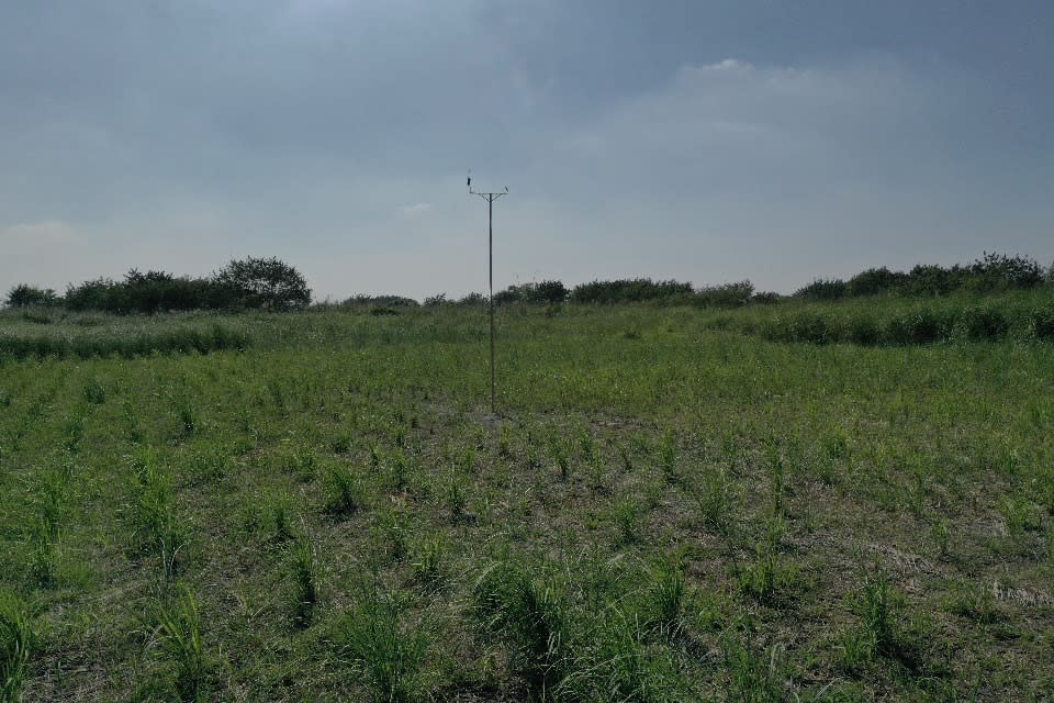 屏東林管處在高屏溪高灘地種植白茅草。（圖片提供／林務局）