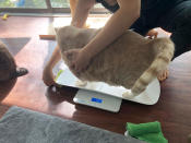 <p>The overweight ginger tabby gets weighed. (Photo: Caters News) </p>