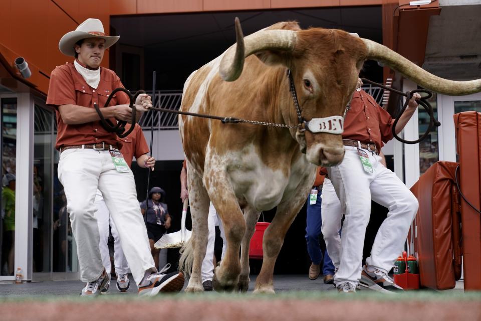 Handlers lead Texas mascot Bevo onto the field before an NCAA college football game against BYU in Austin, Texas, Saturday, Oct. 28, 2023. | Eric Gay, Associated Press