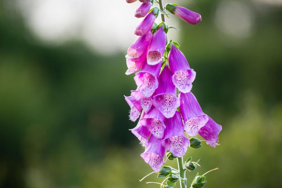 Purple Foxglove in the High Fens