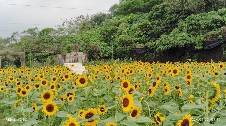 信芯園的向日葵正盛放，圖為信芯園貼出的花況近照。（信芯園Facebook照片）