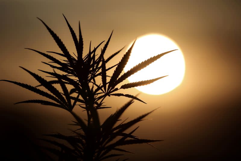 FILE PHOTO: Leaves of a Carmagnola hemp strain plant are silhouetted as the sun sets at a medical cannabis plantation in Trikala
