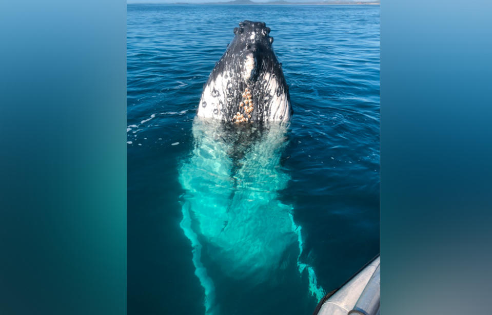 The police officers could see where a shark tried to bite the whale. 