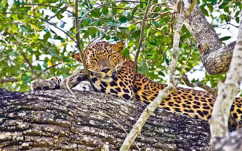 Leopard Sri Lanka - Credit: istock