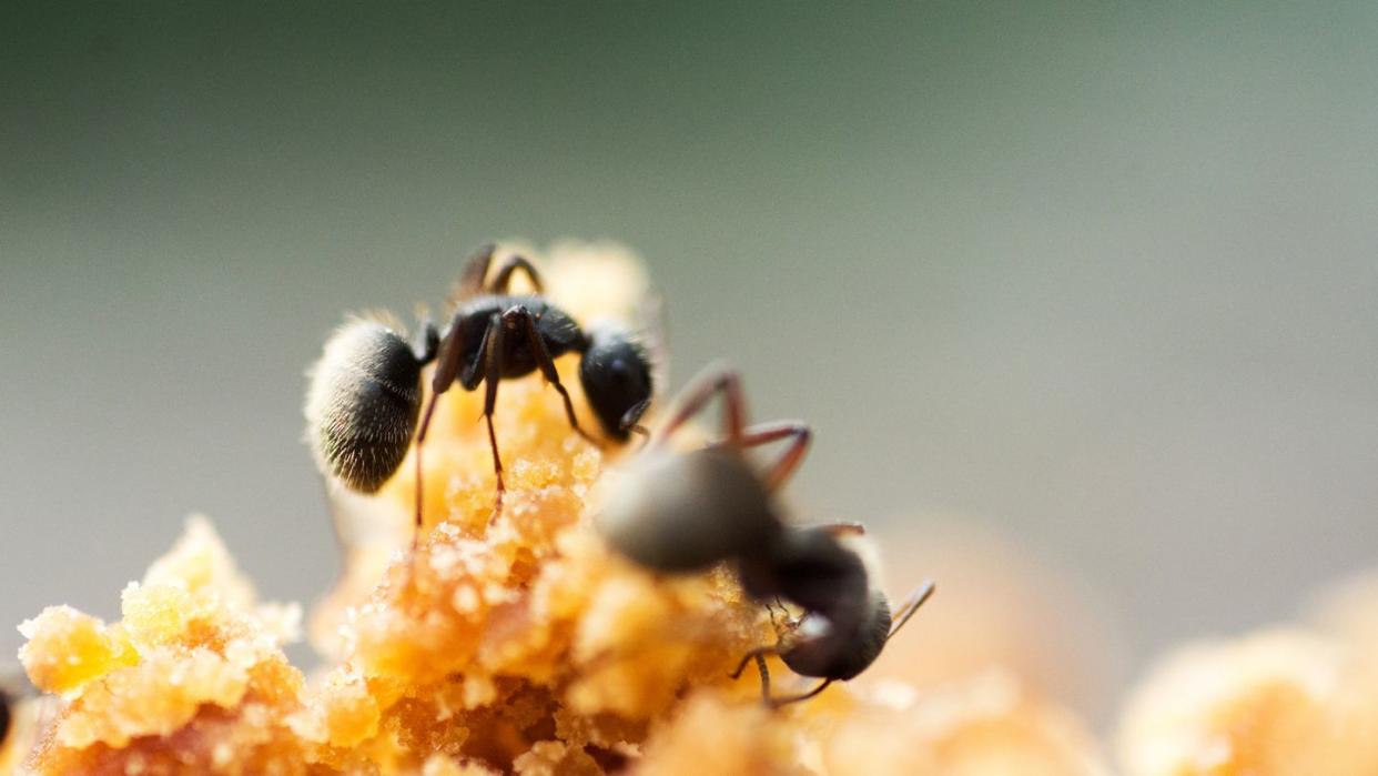 how to get rid of sugar ants, black ants eating brown sugar outdoors