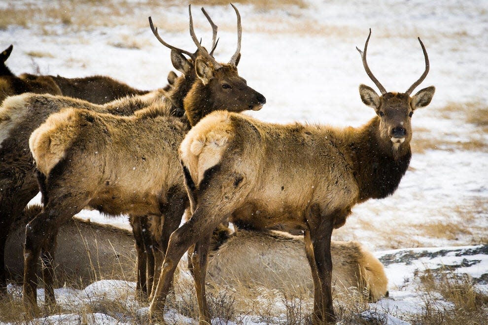 You might have an elk sighting in Rocky Mountain National Park