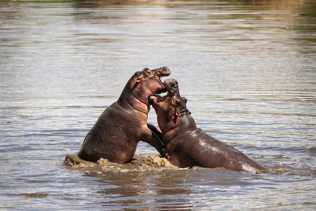 <p>Courtesy of andBeyond</p> Two hippos in the river near andBeyond Grumeti Serengeti River Lodge.