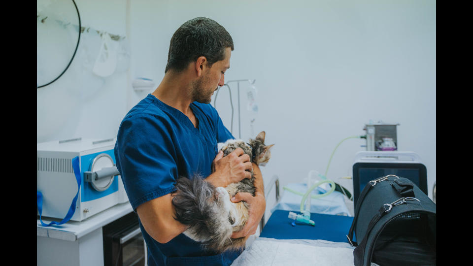 Vet holding cat