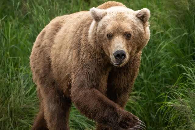 <p>Getty</p> brown bear -- stock image