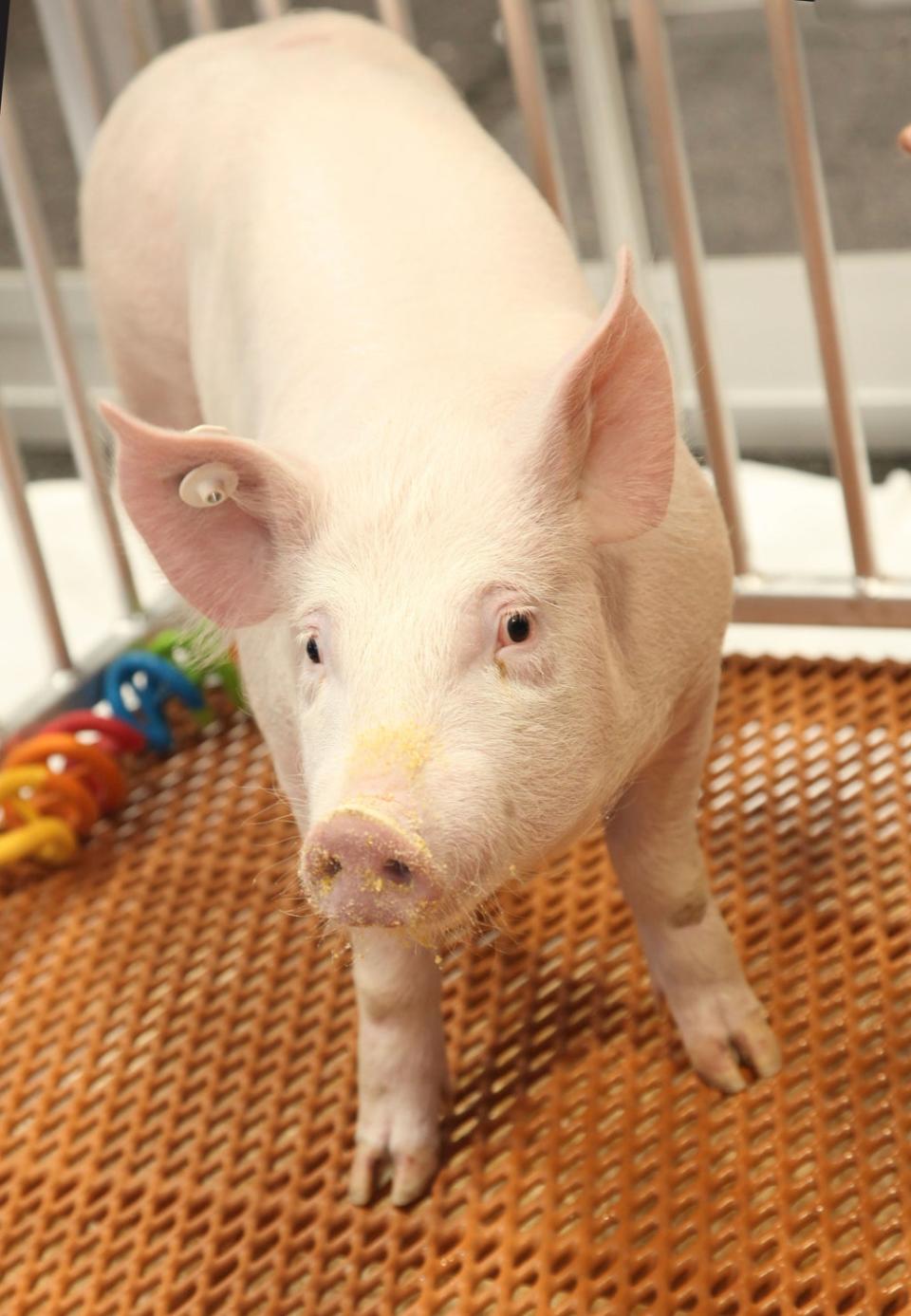 File: One of the ‘GalSafe’ pigs which was genetically engineered to eliminate a sugar molecule in pig cells, foreign to the human body. A kidney from one of these pigs was used in the transplant test (AP)