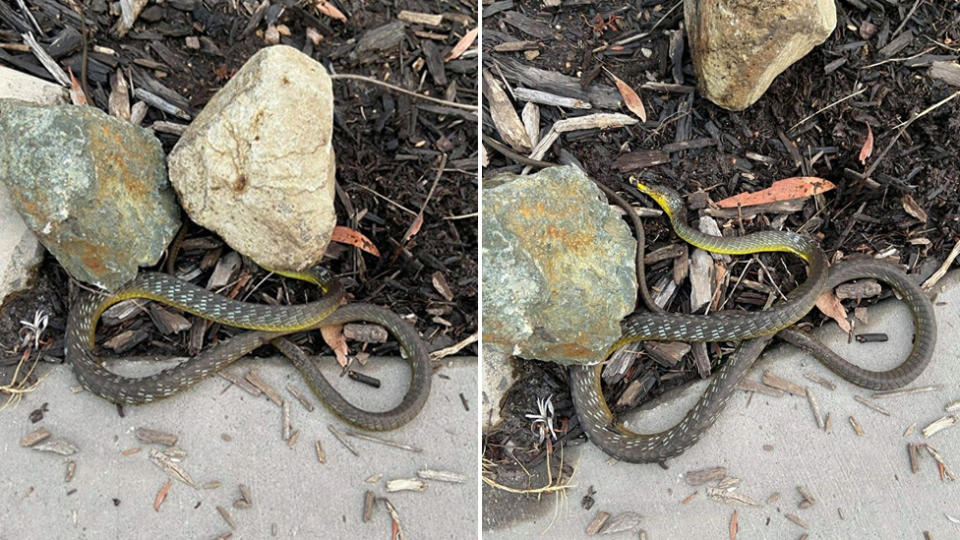 The snake is seen with the rock on its head and without. 