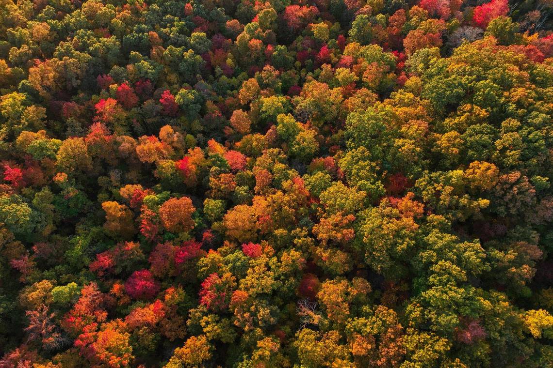 Fall colors are on display in the Daniel Boone National Forest on Saturday, Oct. 19, 2022.