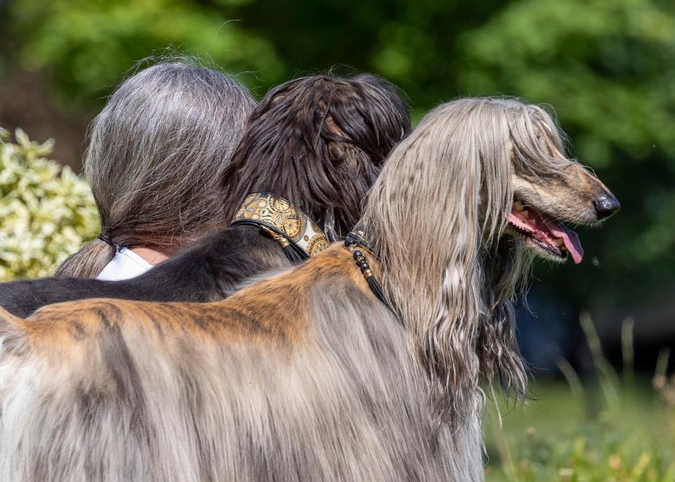 Two dogs and a woman with a grey ponytail photographed from the back.