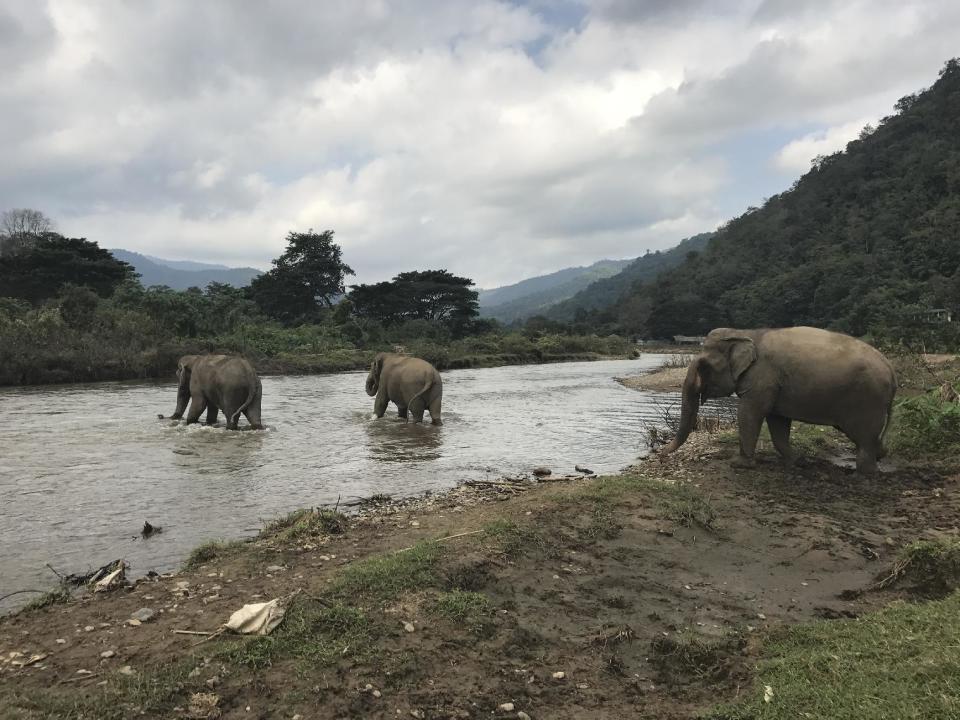 In this Nov. 29, 2016 photo, elephants cross a river at the Elephant Nature Park outside Chiang Mai, Thailand. The sanctuary promises an ethical way to interact with the rescued animals, offering tours that let visitors walk beside them through the jungle. (AP Photo/Courtney Bonnell)