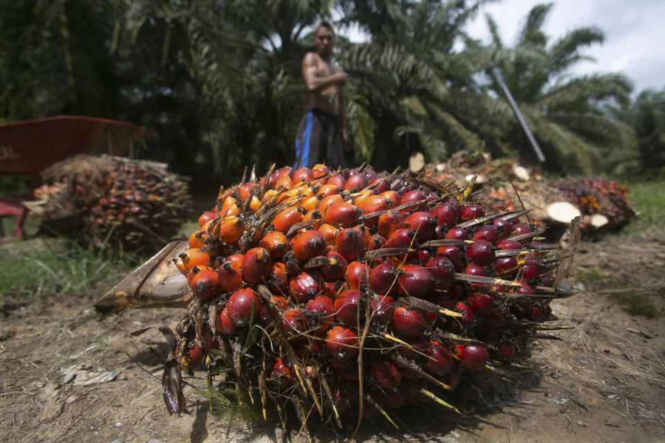 A worker loads heavy bunches of palm oil fruit into a cart on a palm oil plantation in Sumatra, Indonesia, Nov. 13, 2017. Palm oil is virtually impossible to avoid. Often disguised on labels as an ingredient listed by more than 200 names, it can be found in roughly half the products on supermarket shelves and in most cosmetic brands. (AP Photo/Binsar Bakkara)