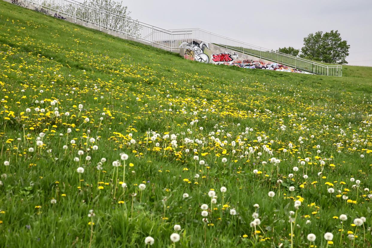 Rockford this year plans to complete a multi-year, $3 million rehabilitation of the earthen Alpine Dam at Reuben Aldeen Park, seen here Friday, May 12, 2023, in Rockford.