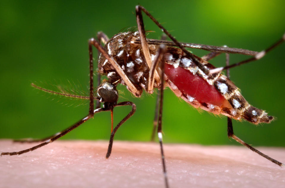 <p>A female Aedes aegypti mosquito acquires a blood meal from a human host in 2006. (James Gathany/Centers for Disease Control and Prevention via AP)</p>