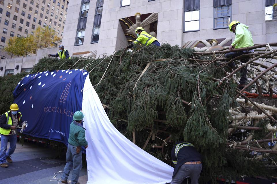 The 79-foot tall Rockefeller Center Christmas Tree arrives from Elkton, Md., is removed onto Rockefeller Plaza from a flatbed truck, Saturday, Nov. 13, 2021, in New York. The Rockefeller Center Christmas Tree Lighting Ceremony will take place on Wednesday, Dec. 1. (AP Photo/Dieu-Nalio Chery)