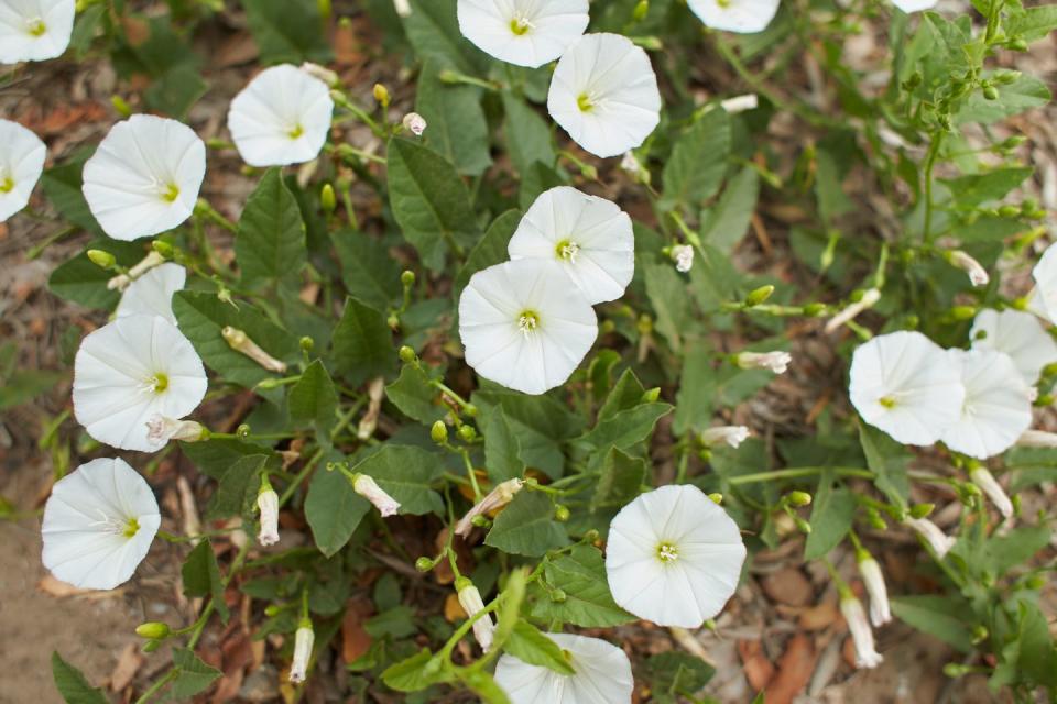 types of weeds bindweed