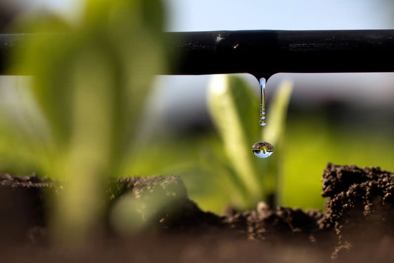 FILE PHOTO: Netafim site where company develops more efficient methods to water crops in Kibbutz Magal