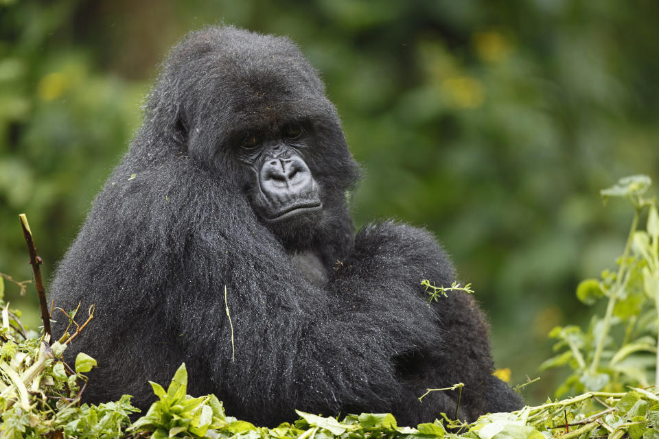 Mountain gorilla, Gorilla gorilla beringei and young dear, Virunga National Park, East Africa, Africa